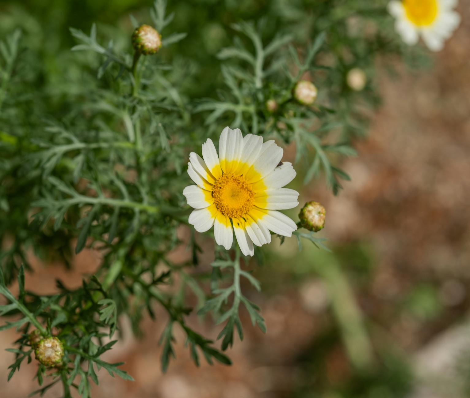Sala obrad Rady Miejskiej w Piastowie podczas XXVII sesji poświęconej budżetowi miasta.